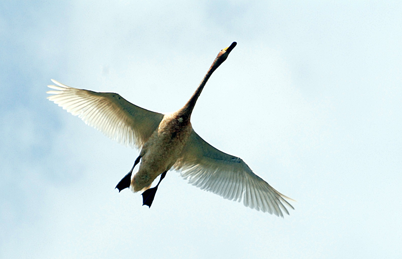 Лебедушка летала песня. Лебеди летят. Взлет птицы. Лебедь в полёте. Лебедь в полете вид сверху.